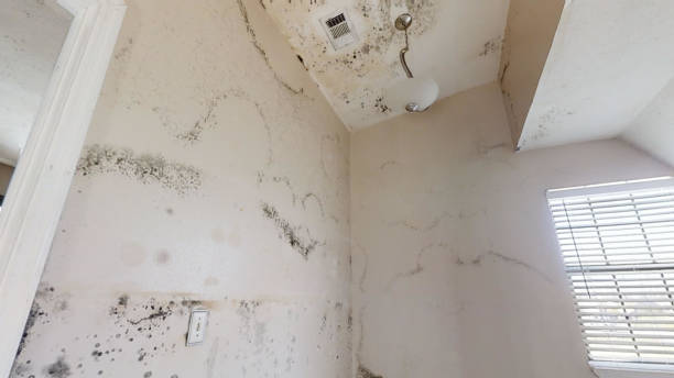 Best Residential Mold Inspection & Testing  in Fulton, NY