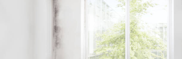 Best Post-Construction Mold Inspection  in Fulton, NY