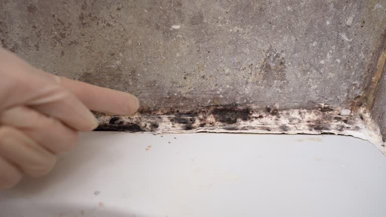 Best Mold Remediation for Vacation Homes  in Fulton, NY