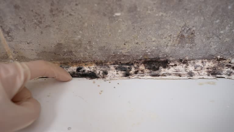 Reliable Fulton, NY Mold Removal Solutions
