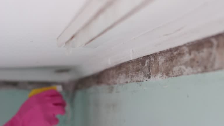 Best Commercial Mold Inspection  in Fulton, NY